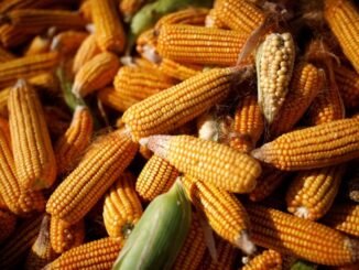 Na foto de 2020, espigas de milho em detalhes (Foto: Carlos Garcia Rawlins/Reuters)