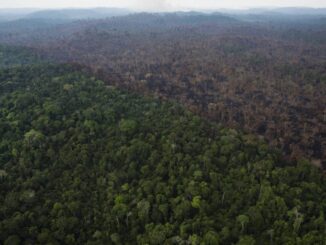 Área de floresta derrubada em Itaituba (PA) (Foto: Folhapress)