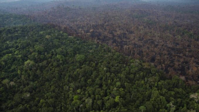 Área de floresta derrubada em Itaituba (PA) (Foto: Folhapress)