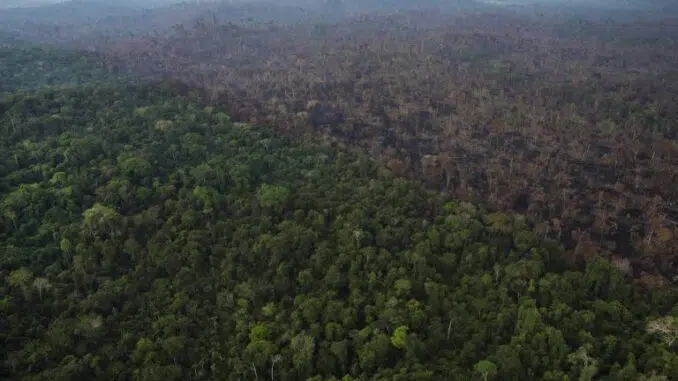 Folhapress-768x512 Área de floresta derrubada em Itaituba (PA) (Foto: Folhapress)