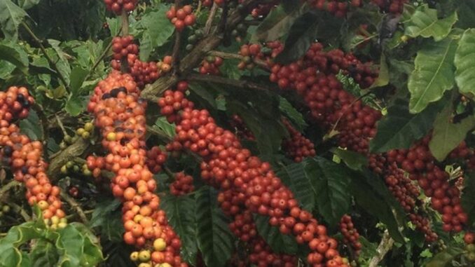 Lavoura de robusta, variedade usada na produção de café solúvel — Foto: Divulgação