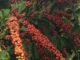 Lavoura de robusta, variedade usada na produção de café solúvel — Foto: Divulgação