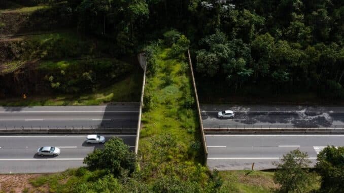 Vista aérea do viaduto vegetado da Rodovia dos Tamoios (SP-99), na altura do km 28; pontes verdes avançam no País e acendem alerta sobre efeitos das rodovias e ferrovias na vida da fauna. Foto: LEANDRO MARTINS/ESTADÃO - 03/02/2022
