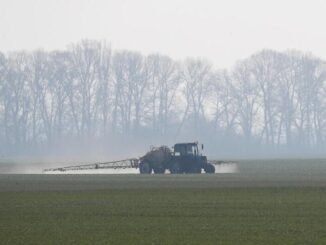 Foto de arquivo de um campo de trigo de inverno em Husachivka, na região de Kiev