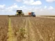 Colheita de soja no Oeste da Bahia - Foto: Fábio Rossi/ O GLOBO