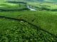 Mosaico florestal implantado pela Suzano em Mucuri, na Bahia — Foto: Divulgação