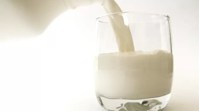 Santa Catarina é o quarto maior produtor de leite do país - Foto: Divulgação