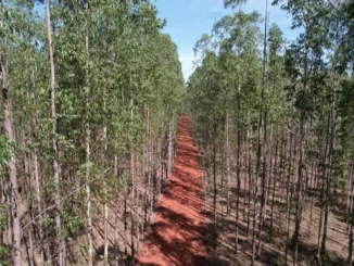 Madeira de florestas plantadas é a matéria-prima para a produção de celulose — Foto: Silas Ismael