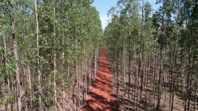 Madeira de florestas plantadas é a matéria-prima para a produção de celulose — Foto: Silas Ismael