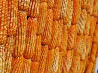 A São Martinho iniciará a produção de etanol de milho na unidade de Quirinópolis (GO) - Getty Images